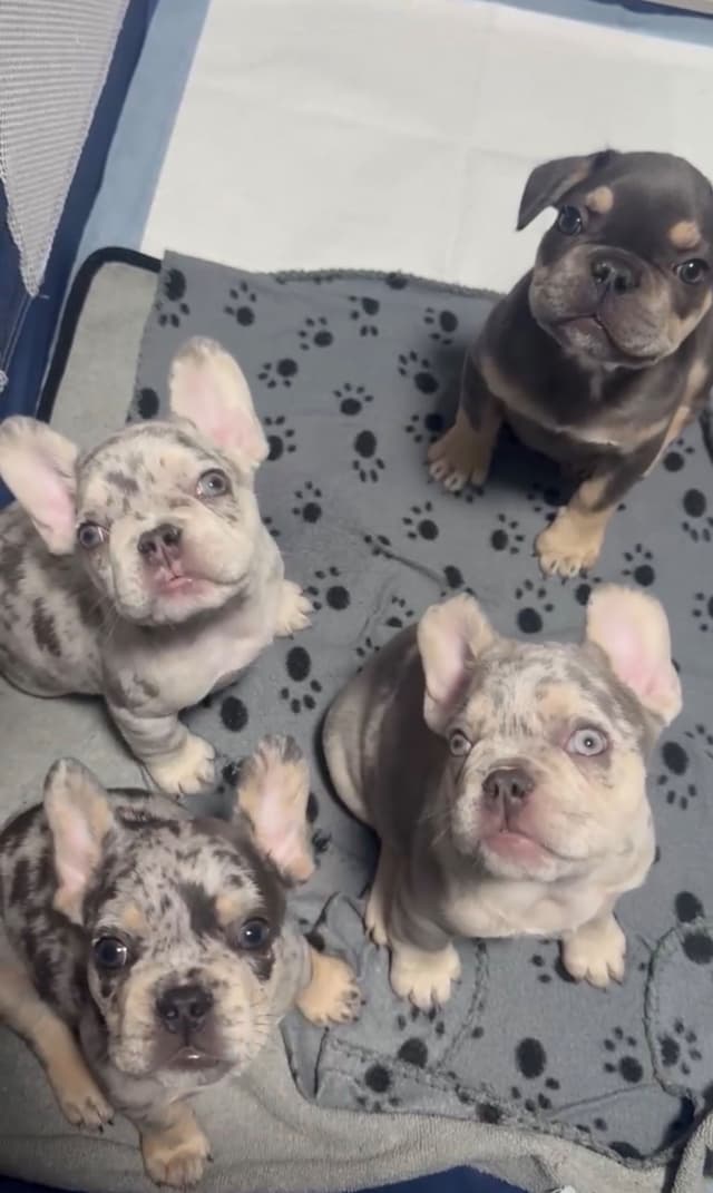 Frenchie Puppies media 18