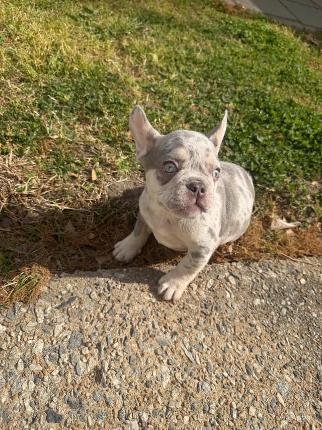 Frenchie Puppies media 19