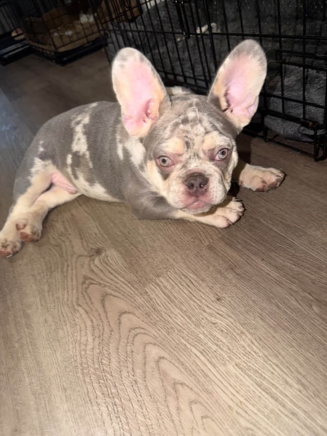 Frenchie Puppies media 22