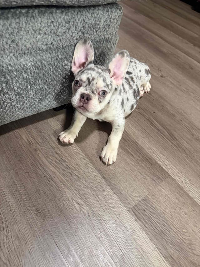 Frenchie Puppies media 23