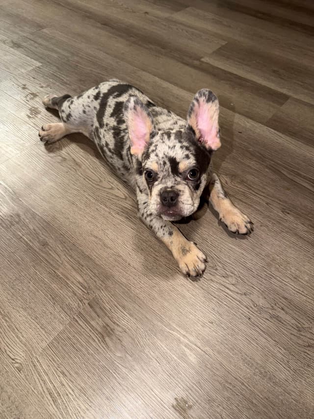 Frenchie Puppies media 24