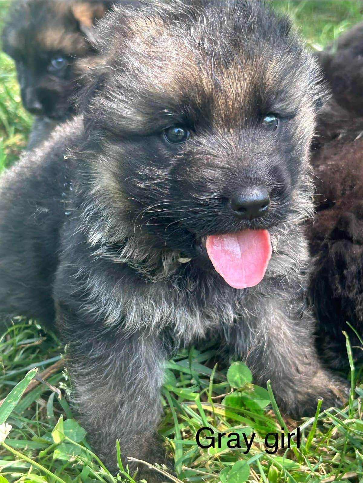 German Shepherd Dog Puppies breeder image 1