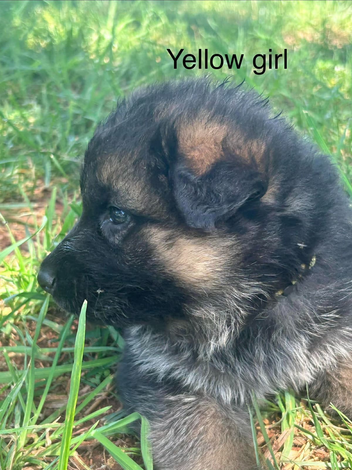 German Shepherd Dog Puppies breeder image 3
