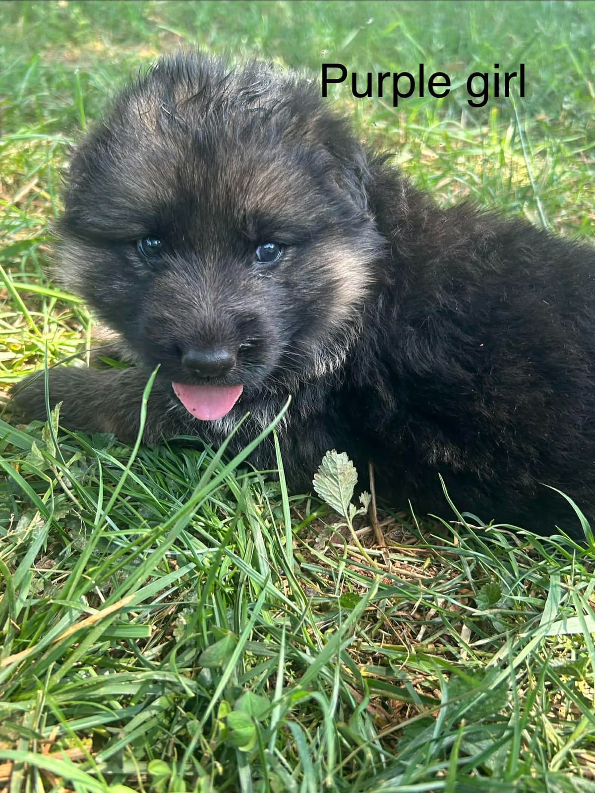 German Shepherd Dog Puppies breeder image 4