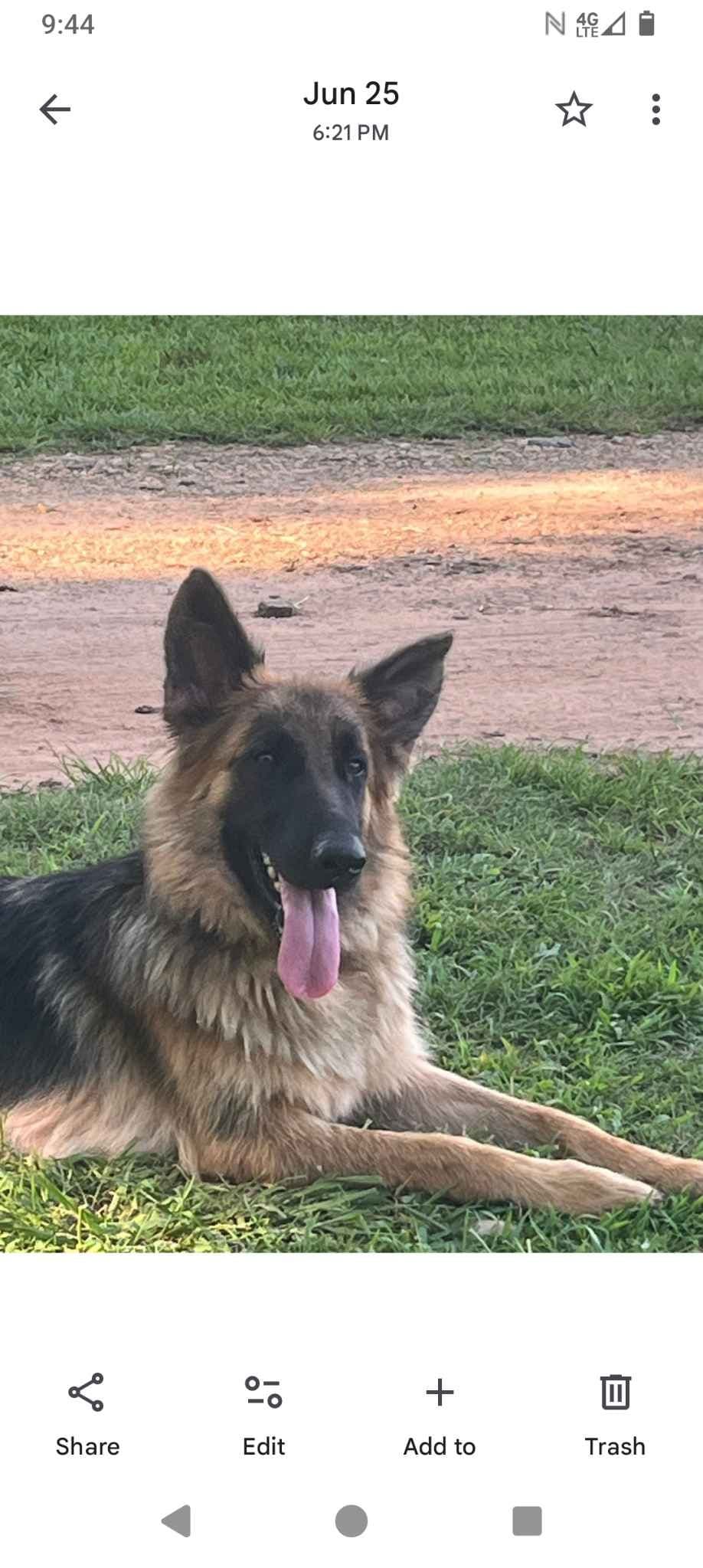 German Shepherd Dog Puppies breeder image 5