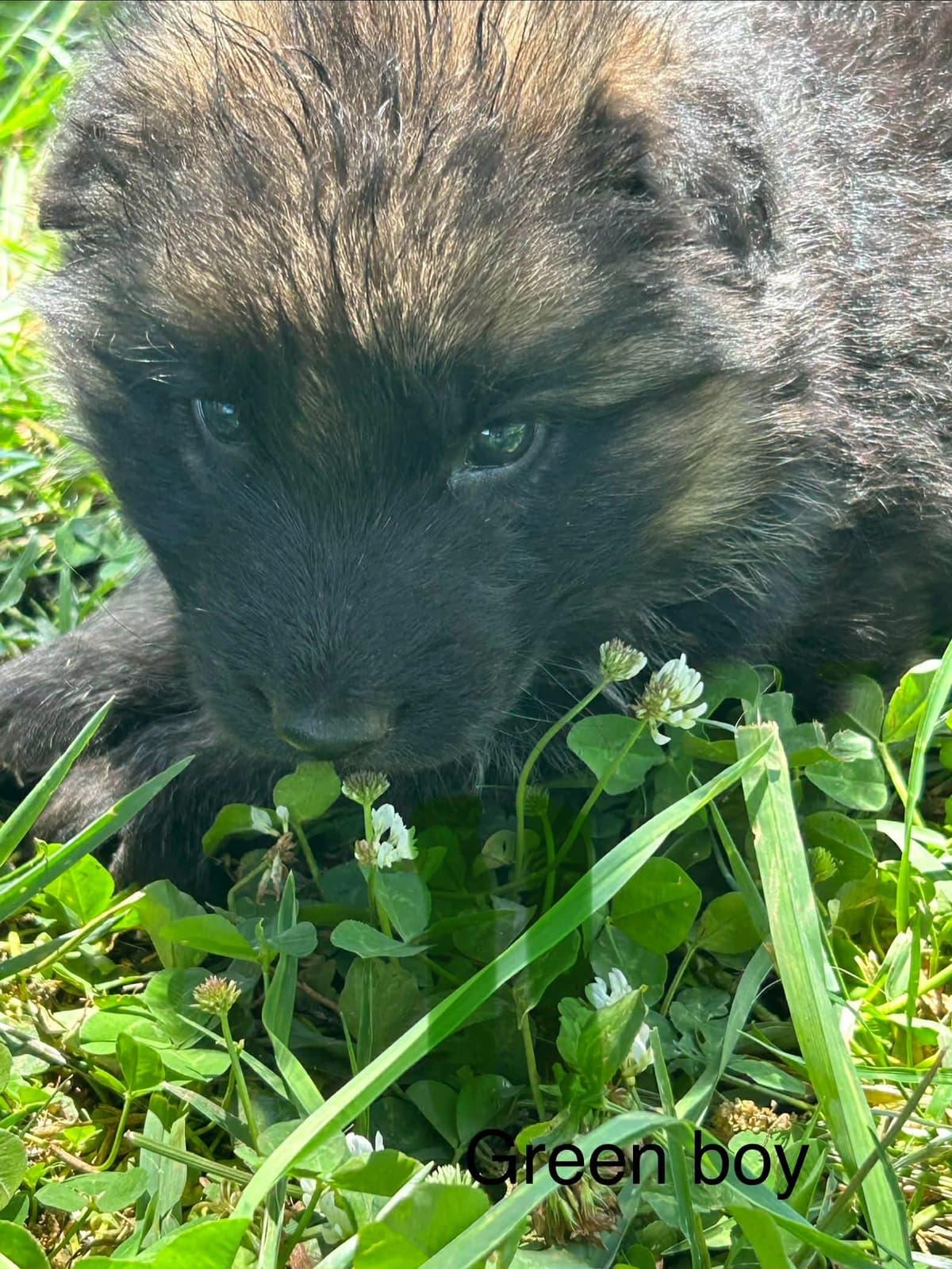 German Shepherd Dog Puppies breeder image 6