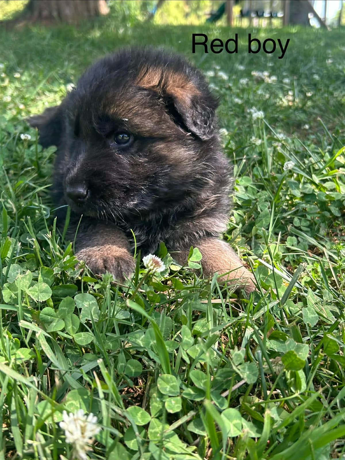 German Shepherd Dog Puppies breeder image 7