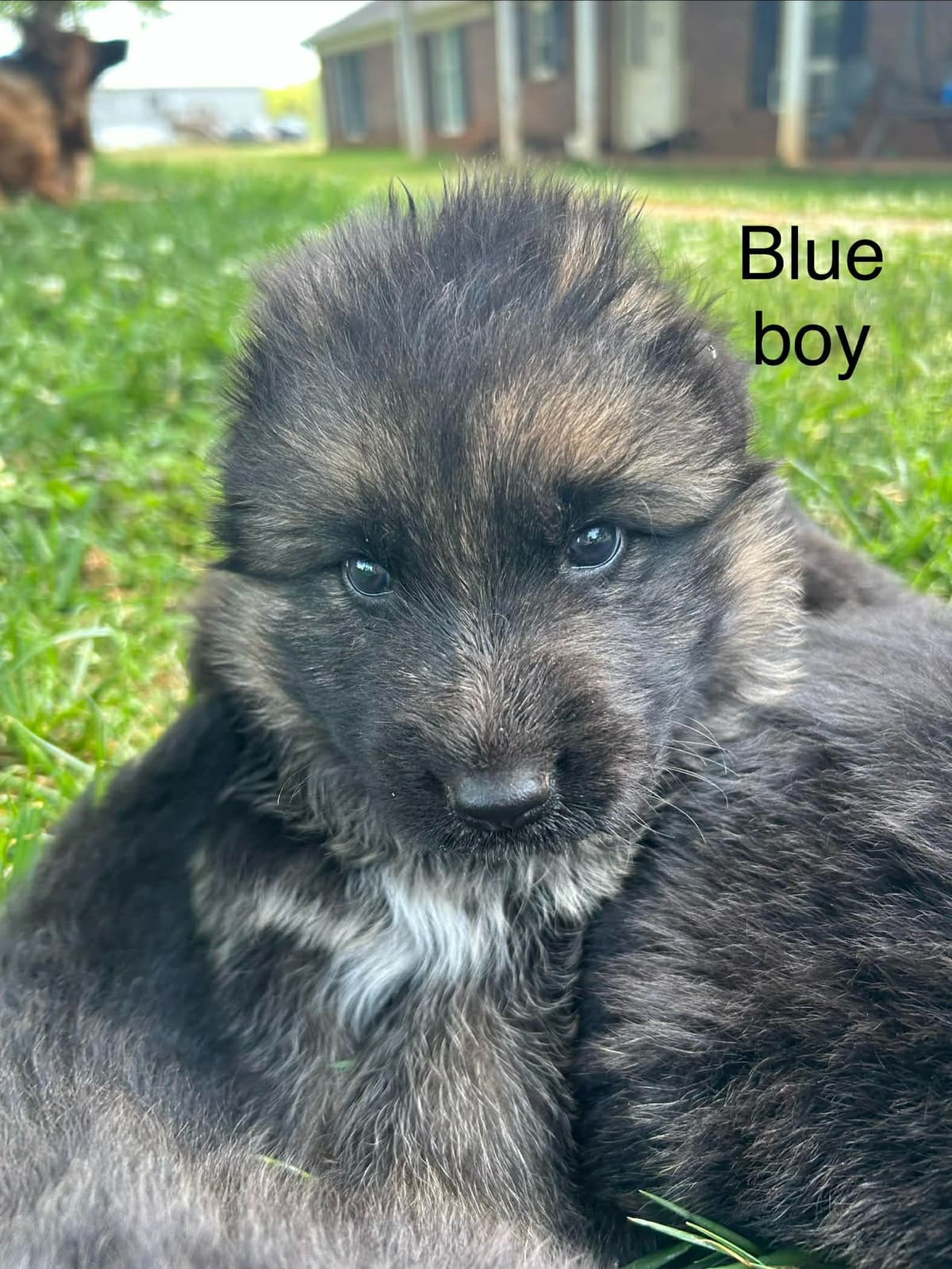 German Shepherd Dog Puppies breeder image 8