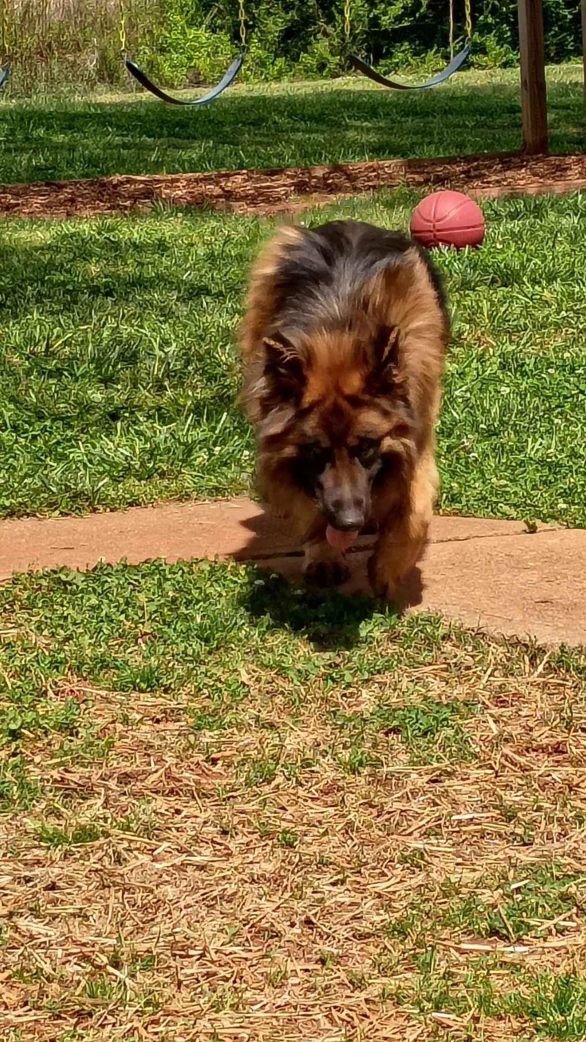 German Shepherd Dog Puppies breeder image 9