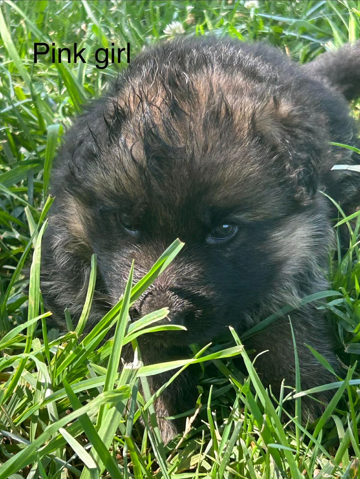 German Shepherd Dog Puppies breeder image 10