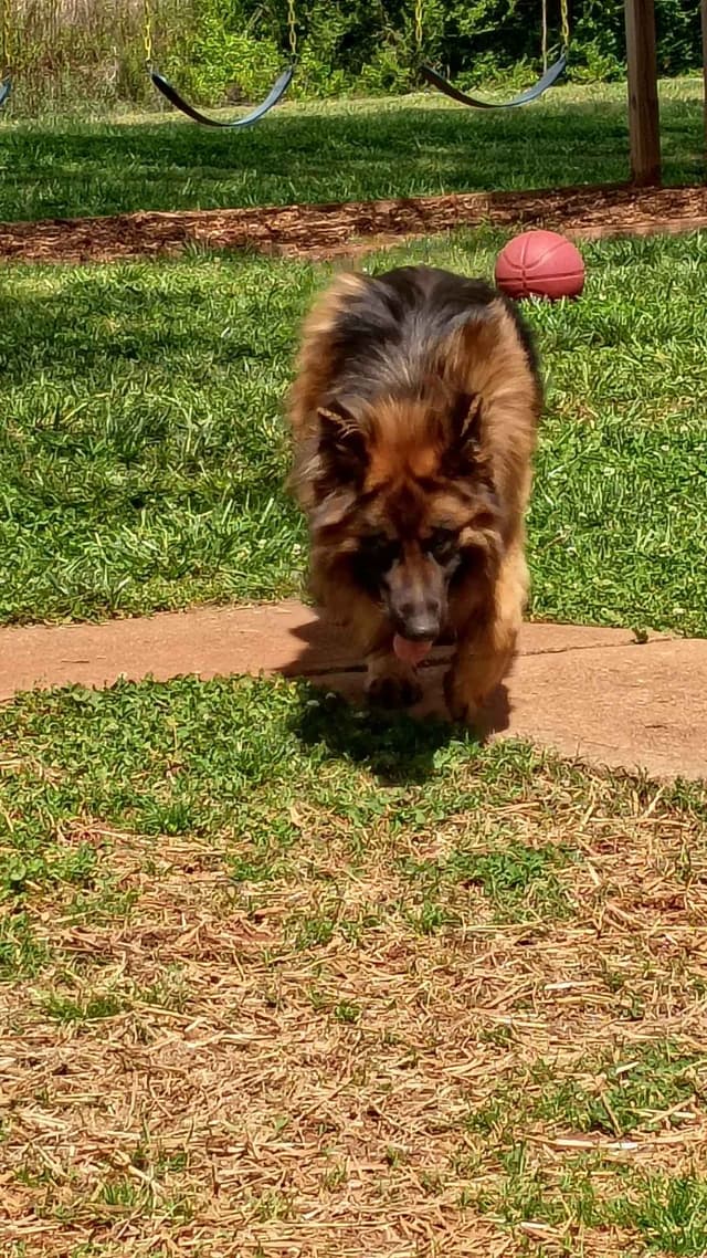 German Shepherd Dog Puppies media 2