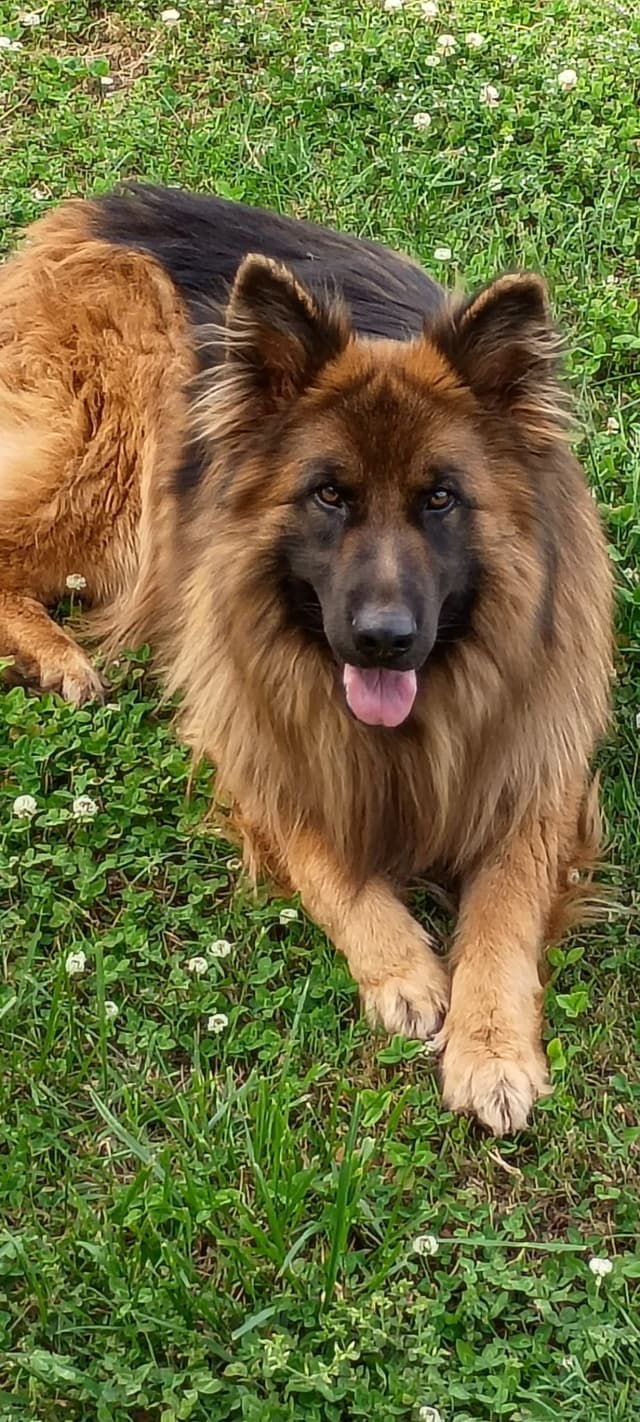 German Shepherd Dog Puppies media 3