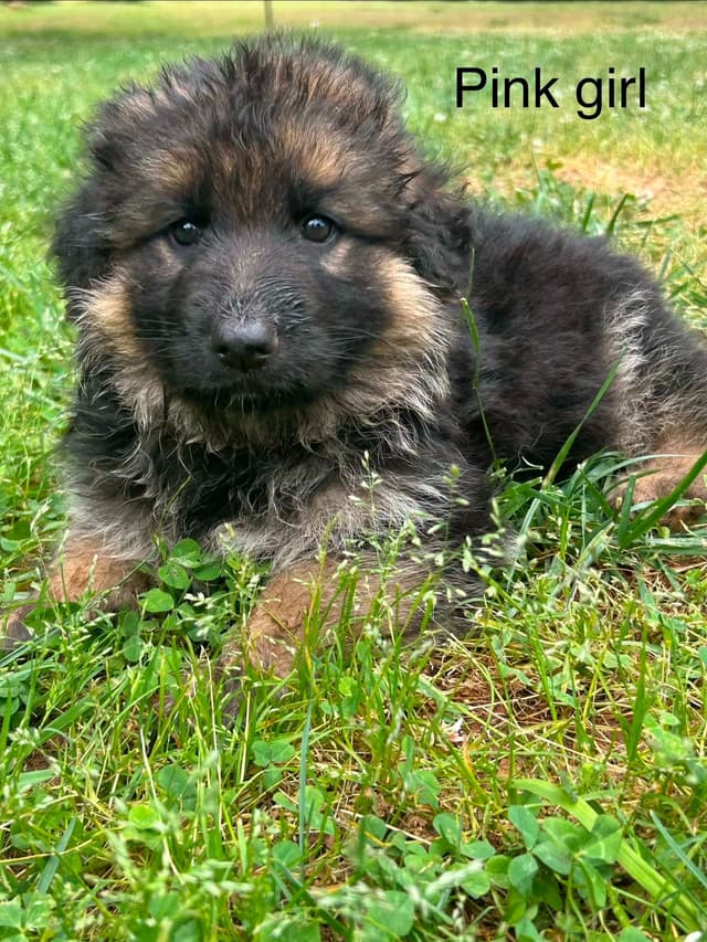 German Shepherd Dog Puppies media 4