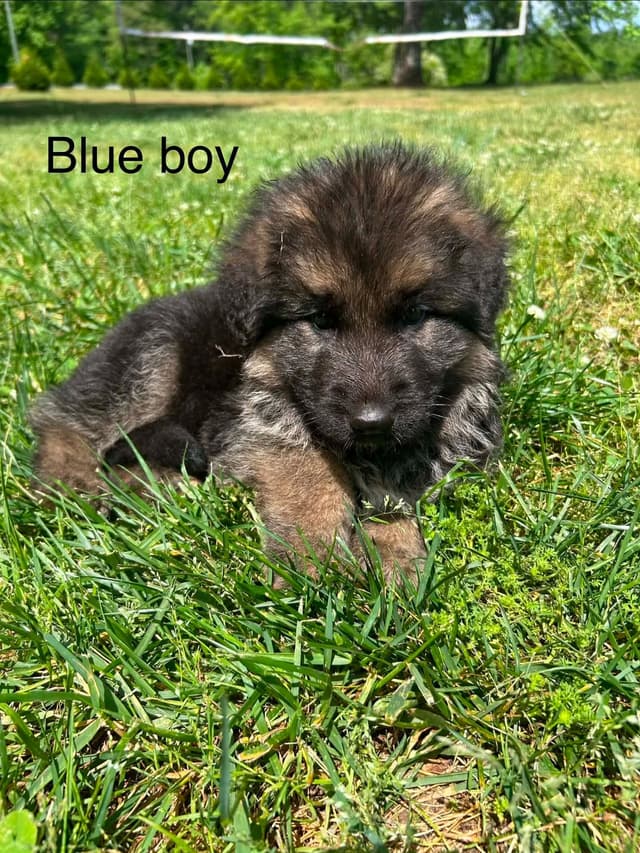 German Shepherd Dog Puppies media 6
