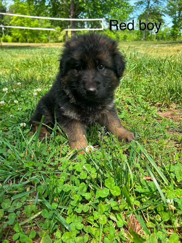 German Shepherd Dog Puppies media 7