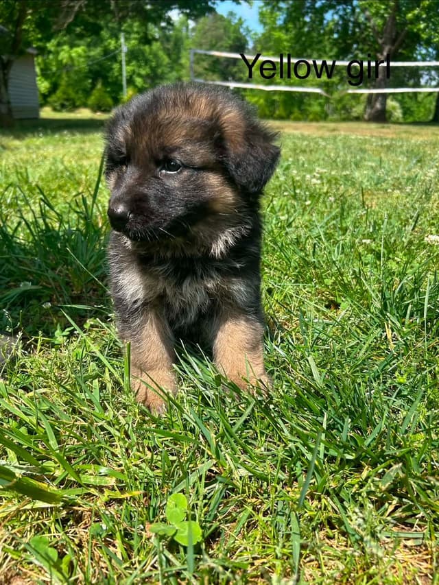 German Shepherd Dog Puppies media 8