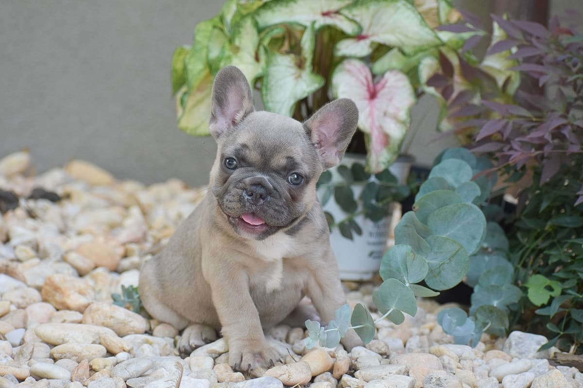 FRENCH BULLDOG PUPPIES🌷🐾 CALL: 717-862-7969 breeder image 2