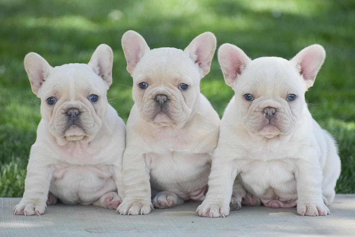 FRENCH BULLDOG PUPPIES🌷🐾 CALL: 717-862-7969 breeder image 1