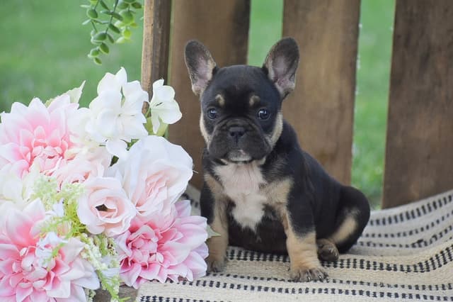FRENCH BULLDOG PUPPIES🌷🐾 CALL: 717-862-7969 media 6