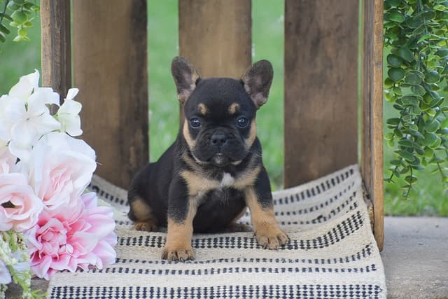 FRENCH BULLDOG PUPPIES🌷🐾 CALL: 717-862-7969 media 5