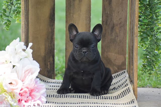 FRENCH BULLDOG PUPPIES🌷🐾 CALL: 717-862-7969 media 7