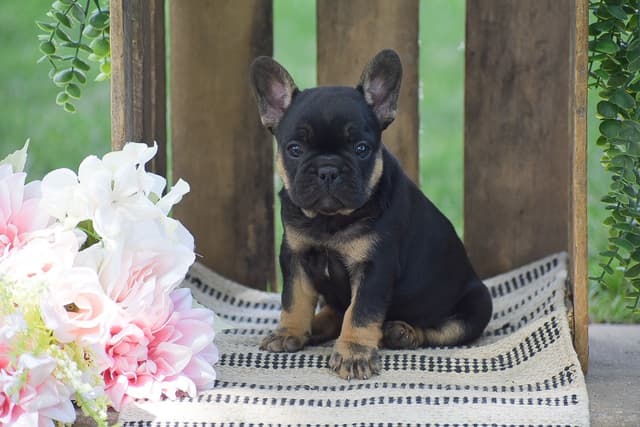 FRENCH BULLDOG PUPPIES🌷🐾 CALL: 717-862-7969 media 2