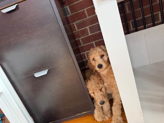 Poodle Puppies media 3