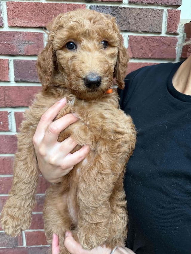 Poodle Puppies media 6