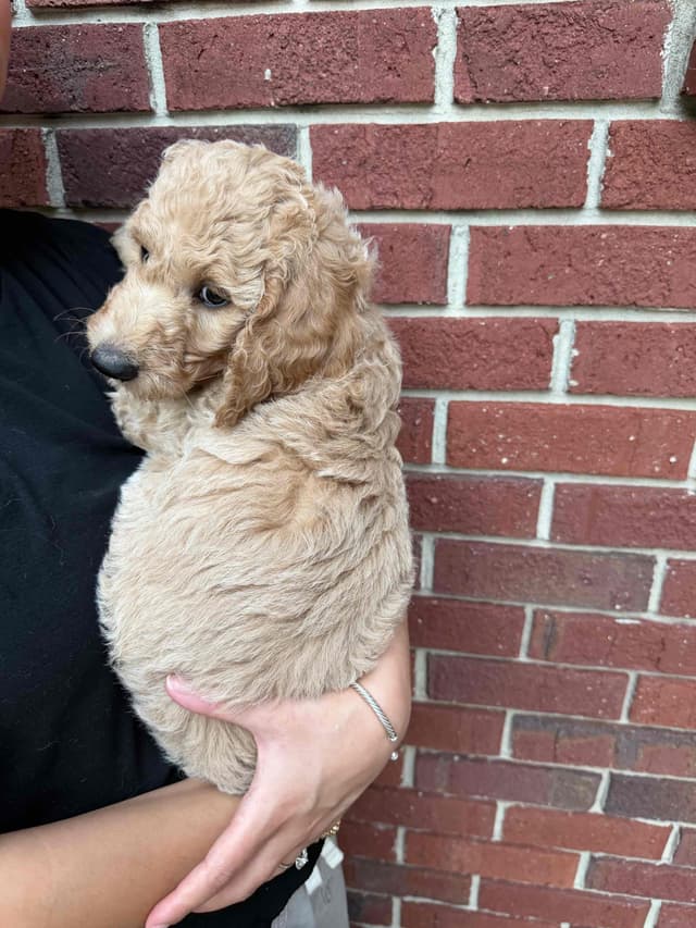 Poodle Puppies media 5
