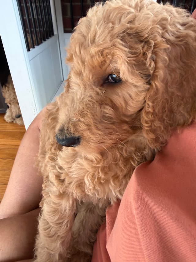 Poodle Puppies media 4