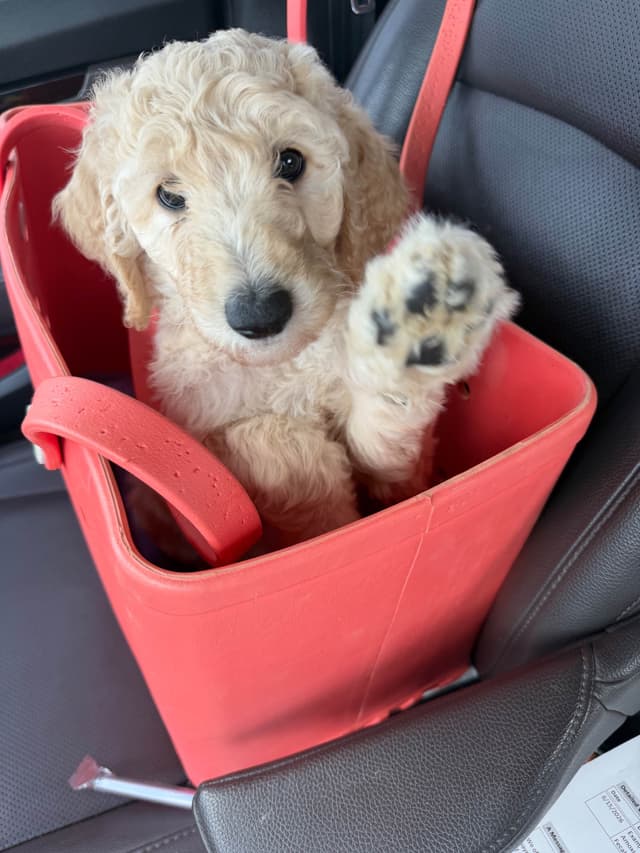 Poodle Puppies media 7