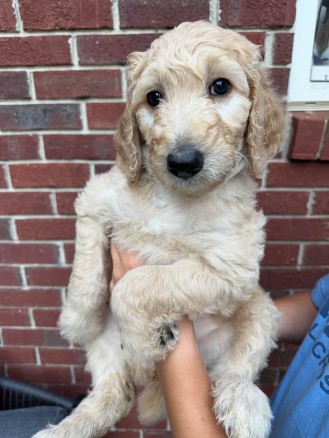 Poodle Puppies media 14