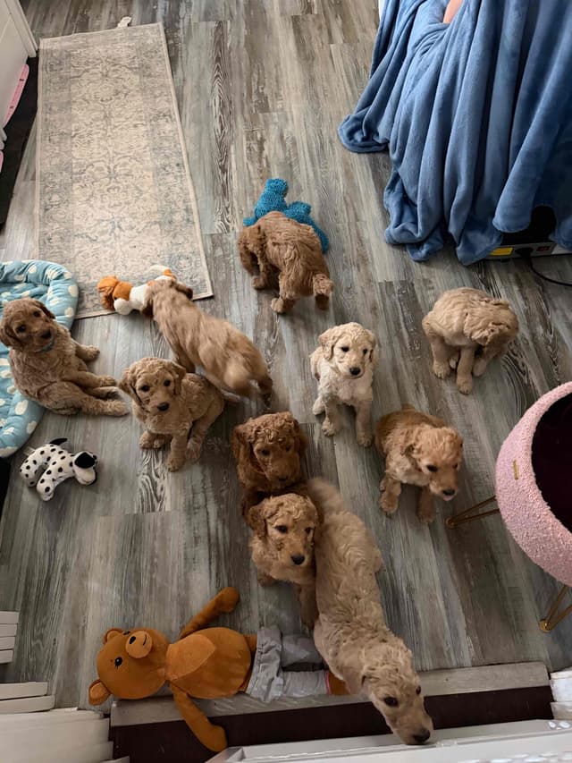 Poodle Puppies media 12