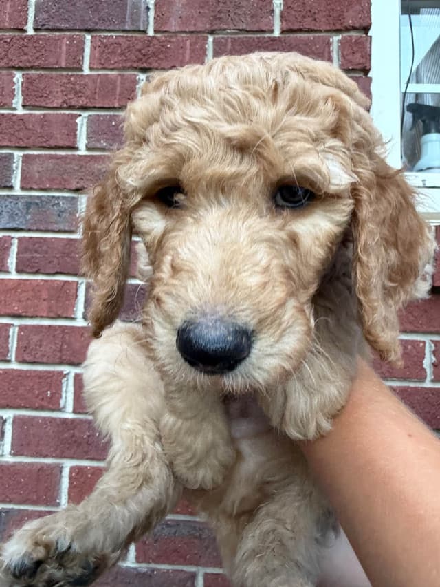 Poodle Puppies media 13