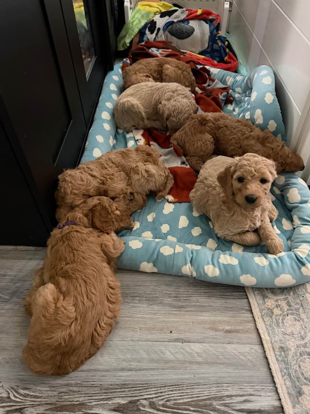 Poodle Puppies media 8