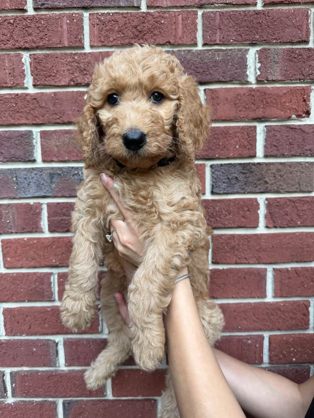 Poodle Puppies media 10