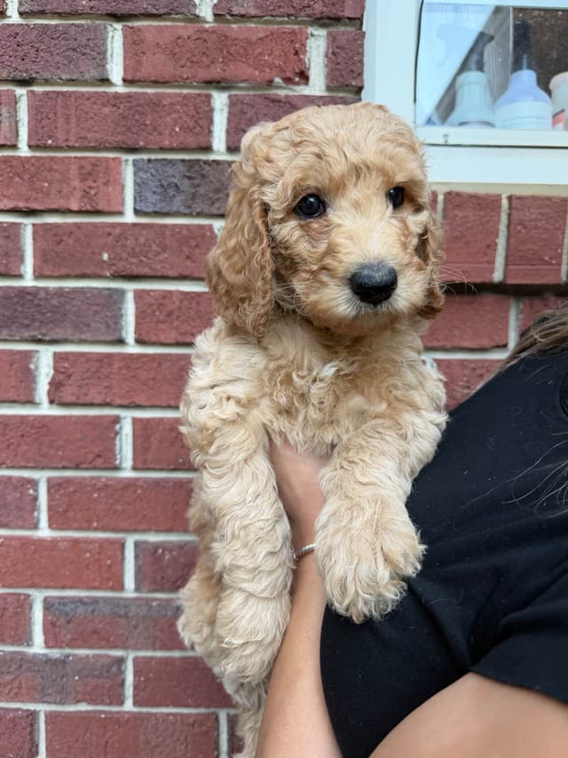Poodle Puppies media 9