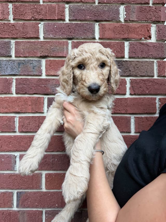 Poodle Puppies media 15