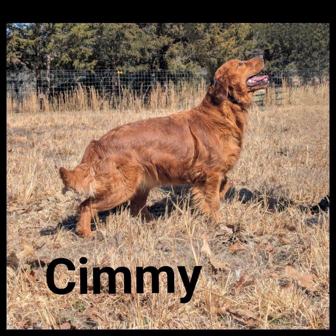 Golden Retriever Puppies breeder image 2