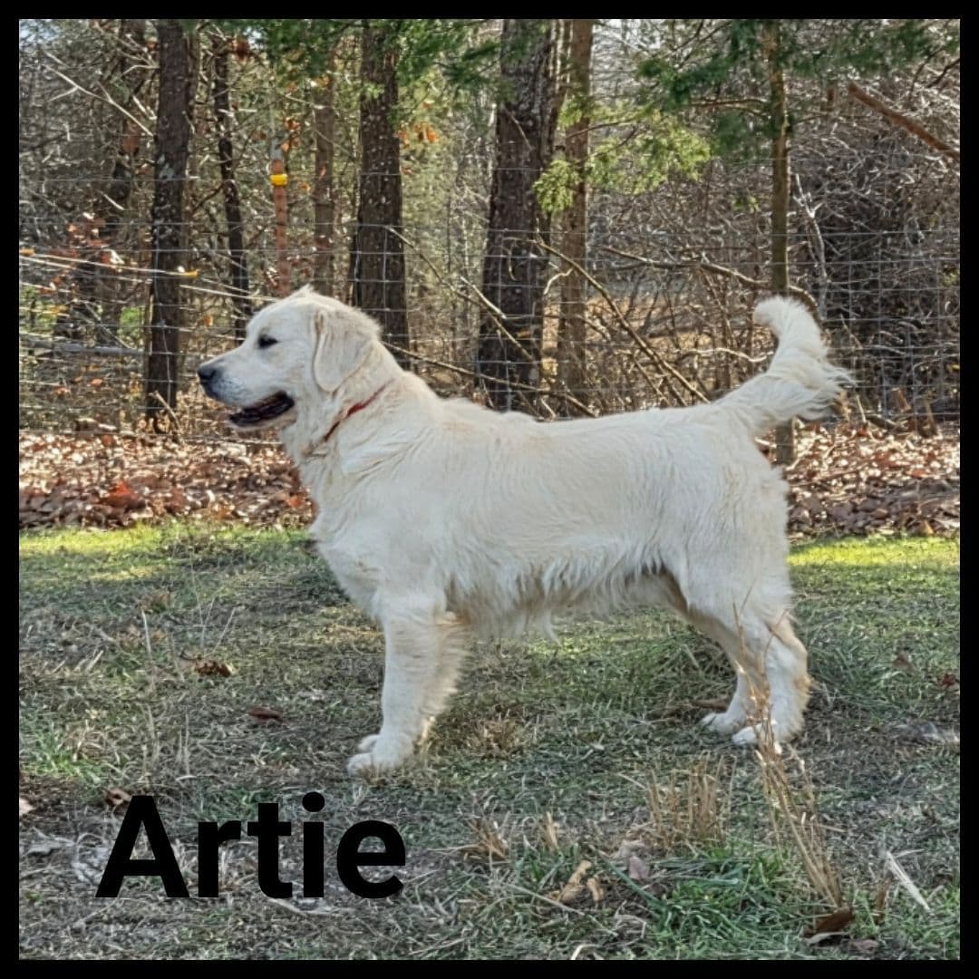 Golden Retriever Puppies breeder image 4