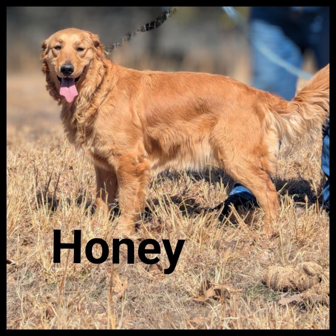 Golden Retriever Puppies breeder image 5