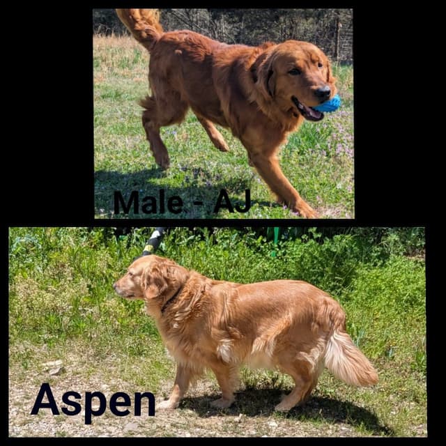 Golden Retriever Puppies media 8