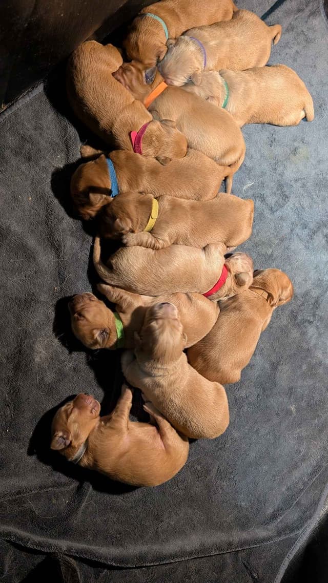 Golden Retriever Puppies media 10