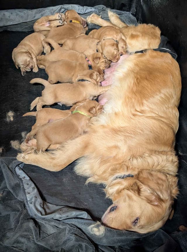 Golden Retriever Puppies media 9