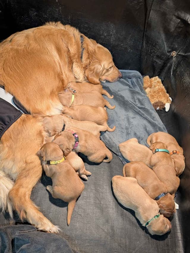 Golden Retriever Puppies media 7