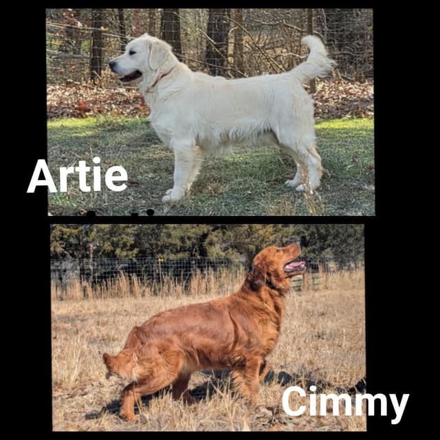 Golden Retriever Puppies media 6