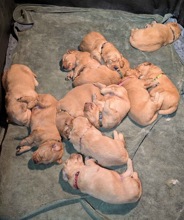 Golden Retriever Puppies media 6