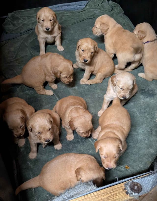 Golden Retriever Puppies media 5