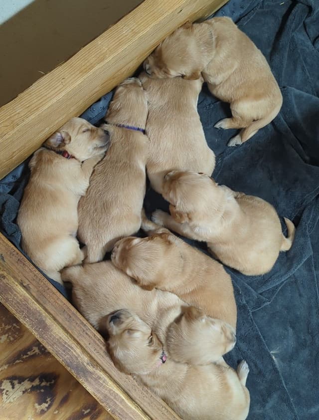 Golden Retriever Puppies media 5