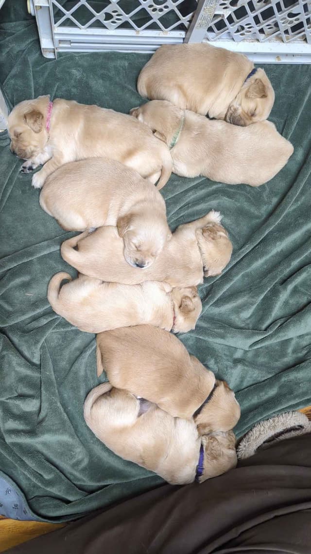 Golden Retriever Puppies media 4